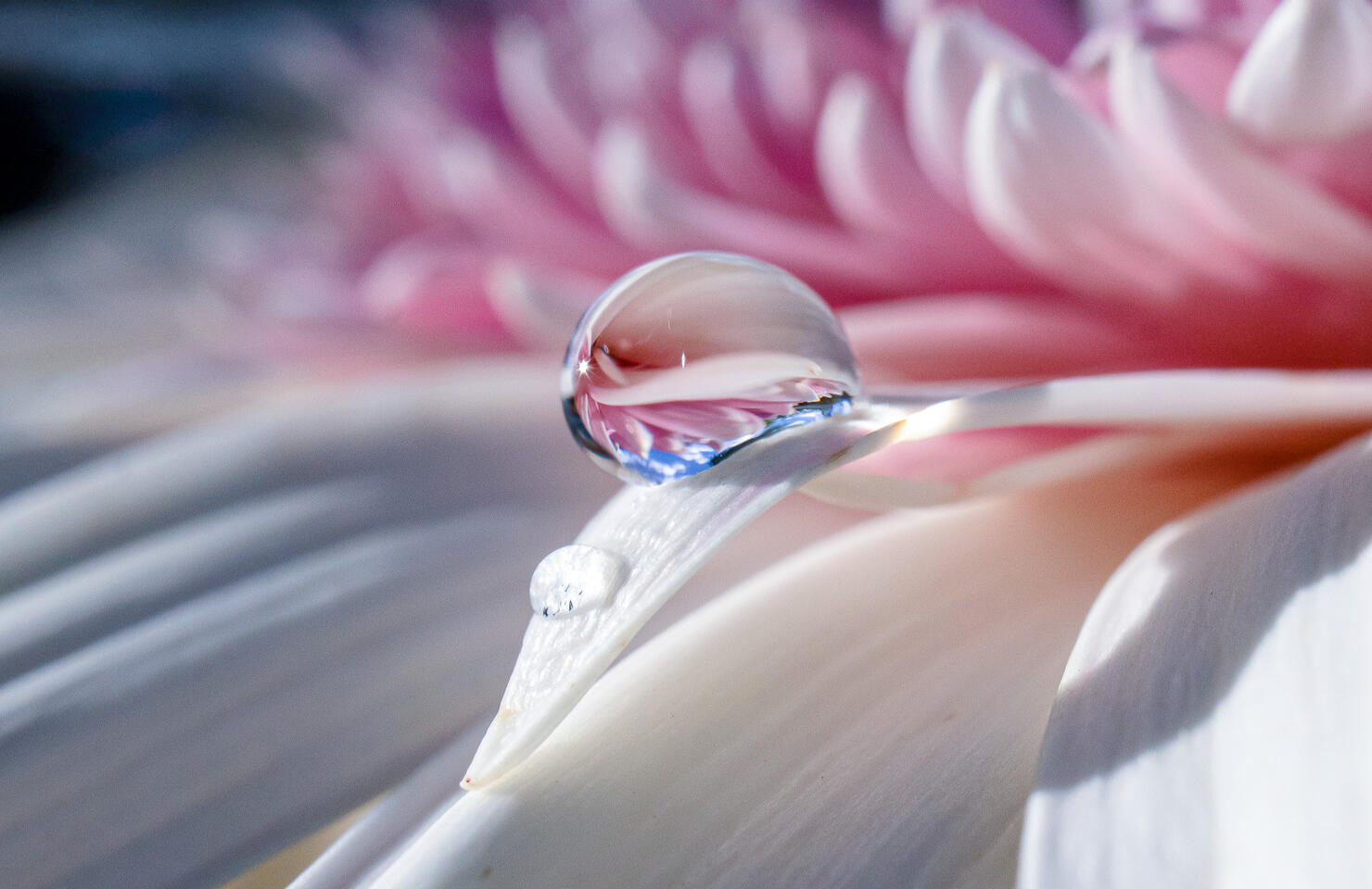 Macro of a clear water droplet on a soft pink and white flower petal.