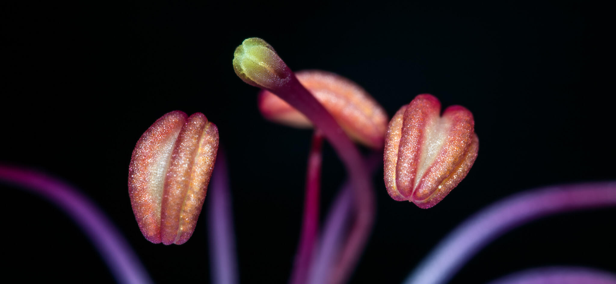 Macro view of three red and yellow pollen-filled stamen emerging from a dark background.