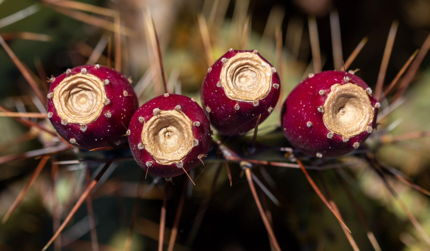 Macro of small red cactus fruits with circular golden tops surrounded by spines.