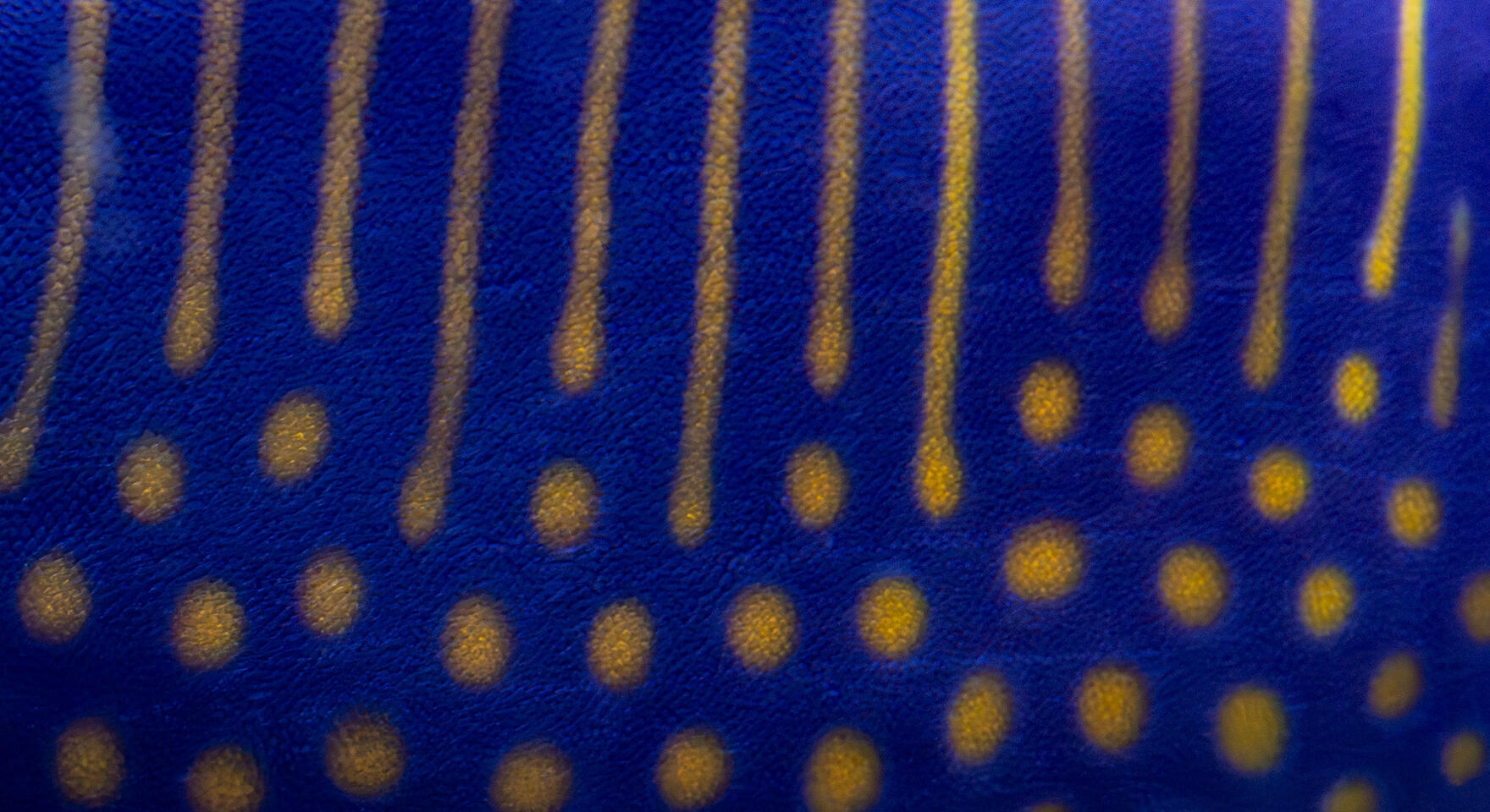 Macro of a fish's skin showing deep blue surface with vertical gold lines and dots.