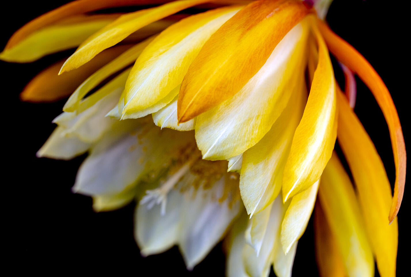 Close-up of a yellow cactus bloom with layered petals and a hint of orange at the edges.