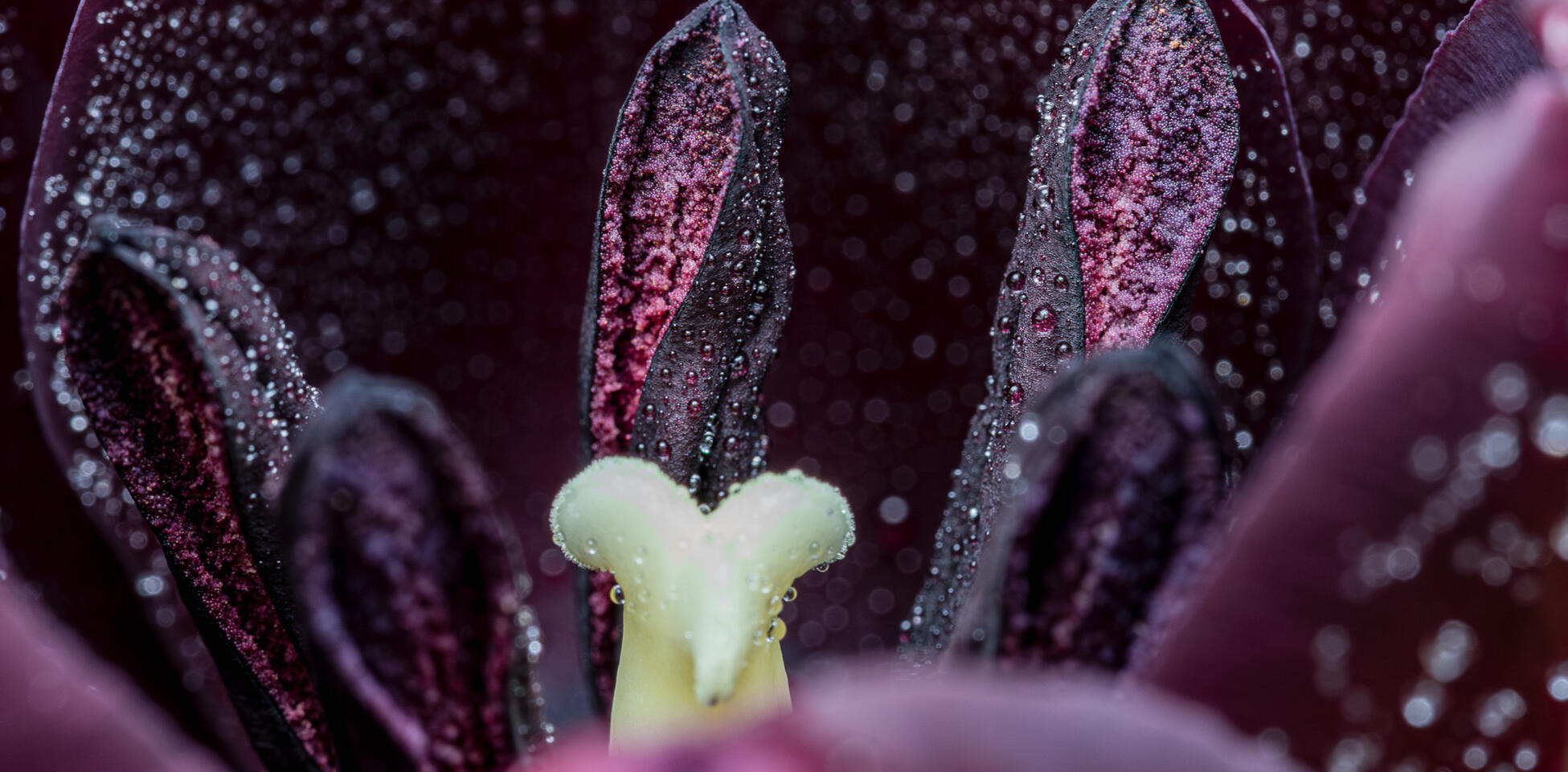 Macro view of dark maroon flower petals with fine dew drops surrounding a pale green stigma.