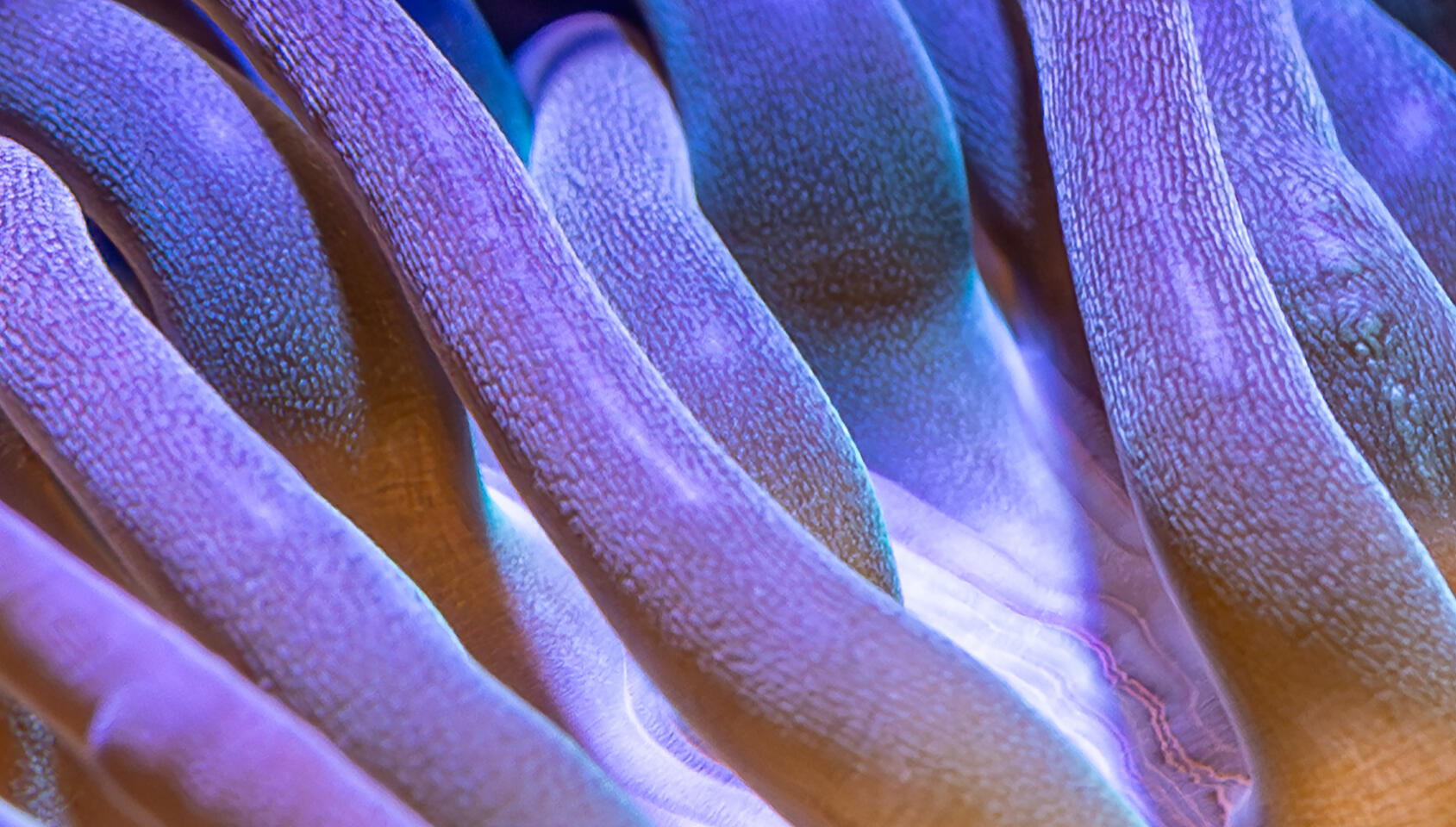 Close-up of anemone surface with wavy purple ridges and blue-toned highlights.