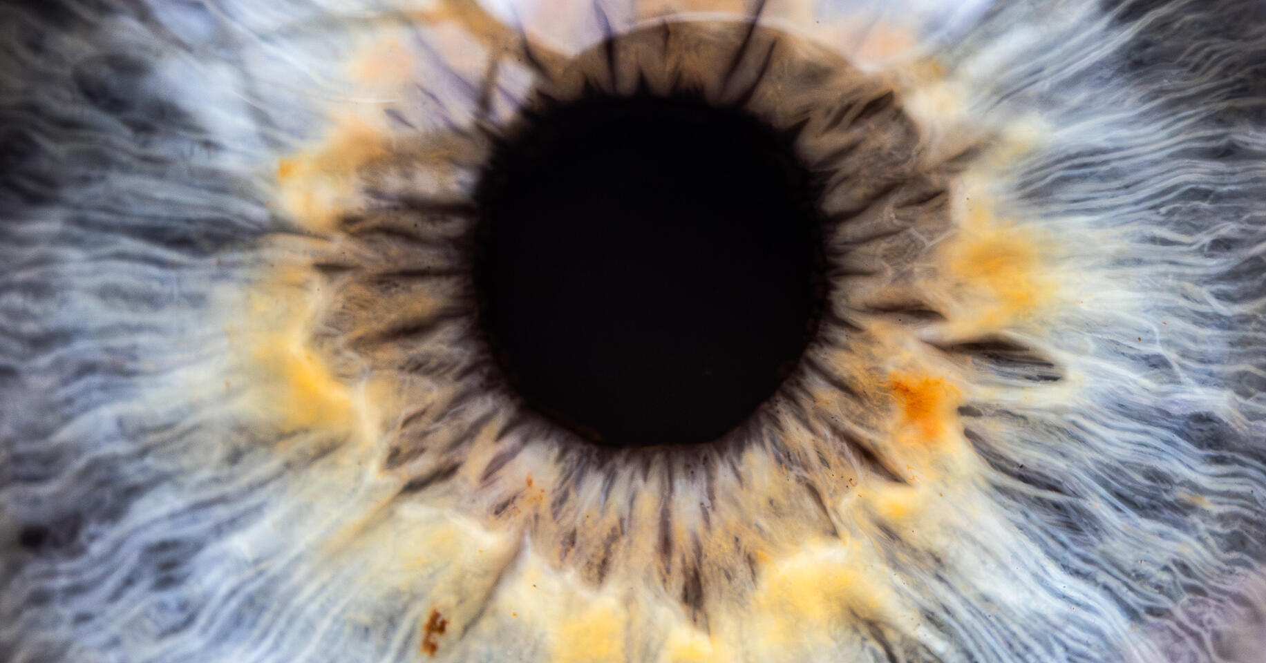 Extreme macro of a human iris showing radiating fibers in pale blue, golden yellow, and gray surrounding a deep black pupil.